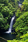 Monteverde Cloud Forest Reserve, Santa Elena, Costa Rica