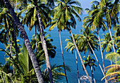 Coconut trees, South Goa. Goa. India