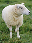 Sheep. Ireland