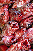 Fishes. Grenada
