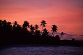 Palm trees in the sunset light at South Park, West Island, Australia