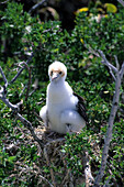 Island national Park North Keeling Island, booby chick
