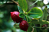 Lord Howe Island, Red Berrywood nahe Middle Beach