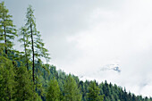 Lärchenwald entlang Großglockner-Hochalpenstraße, Kärnten, Österreich