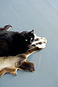 Schwarze Katze liegt auf Tierfell