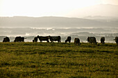 Herde Kühe auf einer Weide, Aufkirch, Bayern, Deutschland