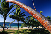 Palm trees on a beach of the island Matacava Levu, Yasawa group, Fiji, South Sea