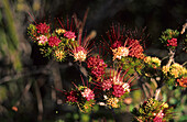 Nahaufnahme von Wildblumen, Royal National Park, New South Wales, Australien