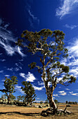 Gum trees near the country town of Cooma, New South Wales, Australia