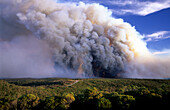 Buschfire near Wentworth Falls, Blue Mountains National Park, New South Wales, Australia