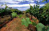 Weinanbaugebiet nahe dem Ort Tumbarumba, New South Wales, Australien