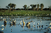 Bird life in the wetlands of Yellow Water, Kakadu National Park, Northern Territory, Australia