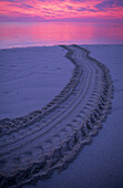 Tracks of a sea turtle which has returned to the ocean after laying her eggs, Heron Island, Great Barrier Reef, Australia