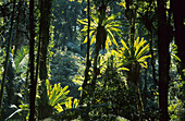 Subtropical rainforest with birds nest fern, Asplenium nidus, Lamington National Park, Queensland, Australia