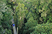 Tree Top Walk nahe Green Mountain, Lamington National Park, Queensland, Australien