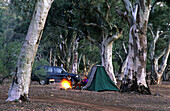 Camp under red river gums in Aroona Valley, Flinders Ranges, South Australia, Australia