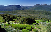 Cushion plants on the slopes of  Mt. Ossa, Cradle Mountain Lake St. Clair National Park, Tasmania, Australia