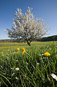 Blooming apple tree in flowering meadow, Hilders Oberbernhards, Hesse, Germany
