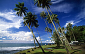 Coastal scenery with Palm trees along the north coast, Tahiti, French Polynesia, south sea