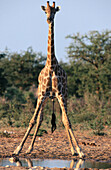 Giraffe (Giraffe camelopardalis). Etosha National Park. Namibia