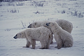 Polar Bears (Ursus maritimus), mother and cubs