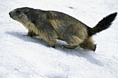 Marmota marmota, in the snow, Saeugetiere, Austria.