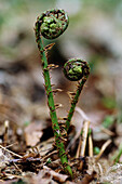 Lady fern (Athyrium filix-femina). Germany