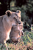 Lioness (Panthera leo) and cub. Masai Mara. Kenya