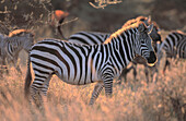 Burchell s Zebra (Equus burchelli). Serengeti National Park. Tanzania