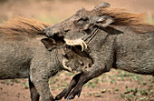 Warthogs (Phacochoerus aethiopicus). Masai Mara. Kenya