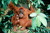 Orangutans (Pongo pygmaeus), mother and baby. Gunung Leuser National Park. Indonesia
