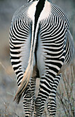 Grevy s Zebra (Equus grevyi). Samburu Game Reserve. Kenya