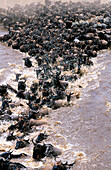 Migrating Wildebeest (Connochaetes taurinus) crossing Mara river. Masai Mara. Kenya