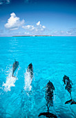 Spinner Dolphins (Stenella longirostis). Hawaii