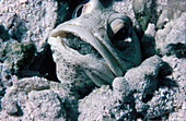 Finespotted Jawfish (Opistognathus punctatus). Baja California