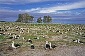 Laysan Albatross (Diomedea immutabilis) colony. Eastern Island, Midway Islands, Hawaii, USA