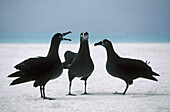 Black-footed Albatross (Diomedea nigripes) dance. Midway Islands, Hawaii, USA