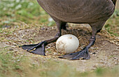 Black-footed Albatross (Diomedea nigripes) and egg. Midway Islands, Hawaii, USA