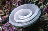 Nudibranch egg case. San Clemente Island, Califonia, USA