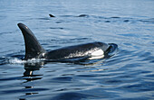 Orca Whale (Orcinus orca). Johnstone Strait, British Columbia, Canada