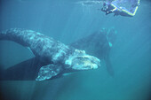 Eubalaena australis. Southern Right Whale calf with snorkeler. Golfo Nuevo. Patagonia. Argentina.