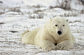 Adult male Polar Bear (Ursus maritimus) resting on fresh snow near Churchill, Manitoba, Canada.