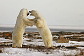Adult male Polar Bears (Ursus maritimus) in ritualistic fighting stance (injuries are rare!) near Churchill, Manitoba, Canada.