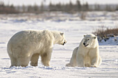 Adult male Polar Bears (Ursus maritimus) in ritualistic fighting stance (injuries are rare!) near Churchill, Manitoba, Canada.