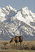 Young Moose (Alces alces) without antlers (dropped) at the foot of the Teton Mountains, Wyoming.