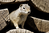 Young Ground Squirrel (Citellus armatus), locally known as a Chiseler in a woodpile near Jackson Hole, Wyoming.
