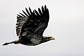 American Bald Eagle (Haliaeetus leucocephalus) in Southeast Alaska, USA.