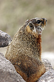 Adult Marmot (Marmota flaviventris) on rocks near Jackson Hole, Wyoming.