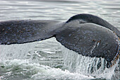 North Pacific Humpback Whale (Megaptera novaeangliae) fluke-up dive in Southeast Alaska, USA.
