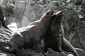 A pair of Steller (Northern) Sea Lions (Eumetopias jubatus) mock fighting in Southeast Alaska, USA.
